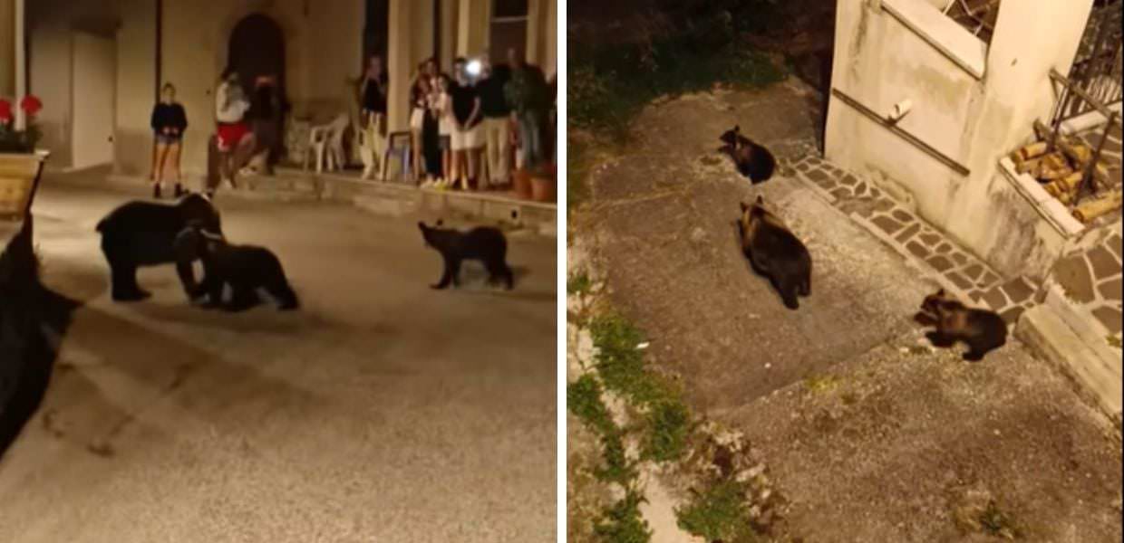 abruzzo orsa amarena borgo