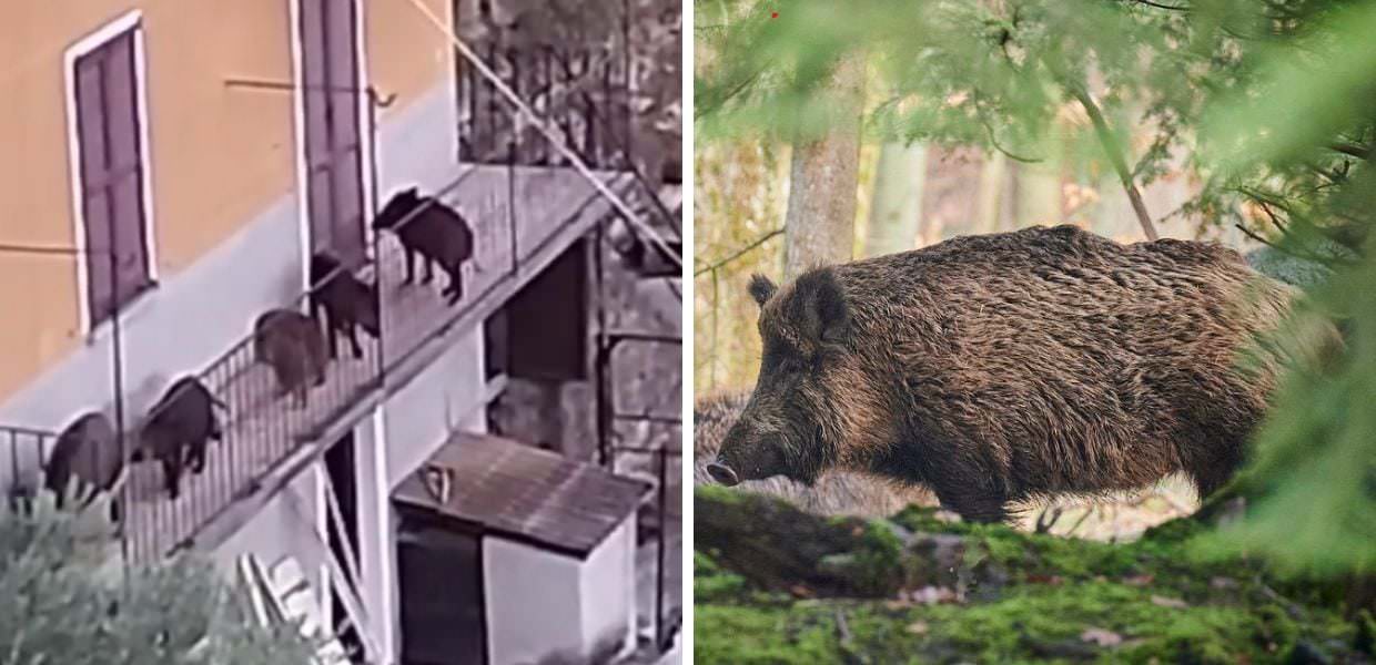 Animali, branco di cinghiali passeggia sul terrazzo di una casa: il video