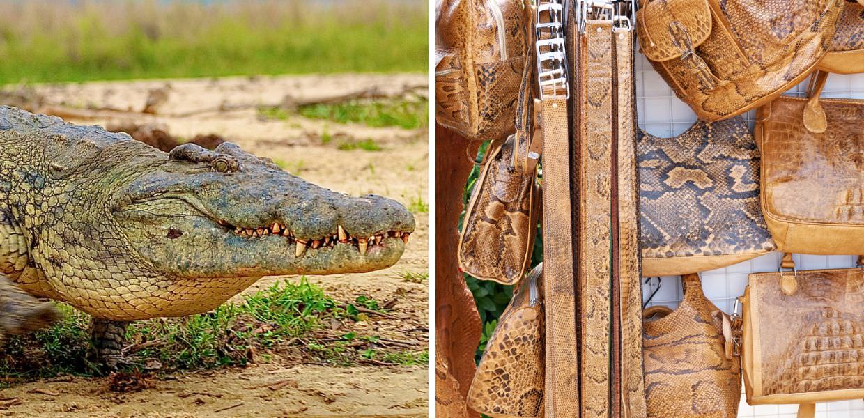 coccodrilli allevamenti australia