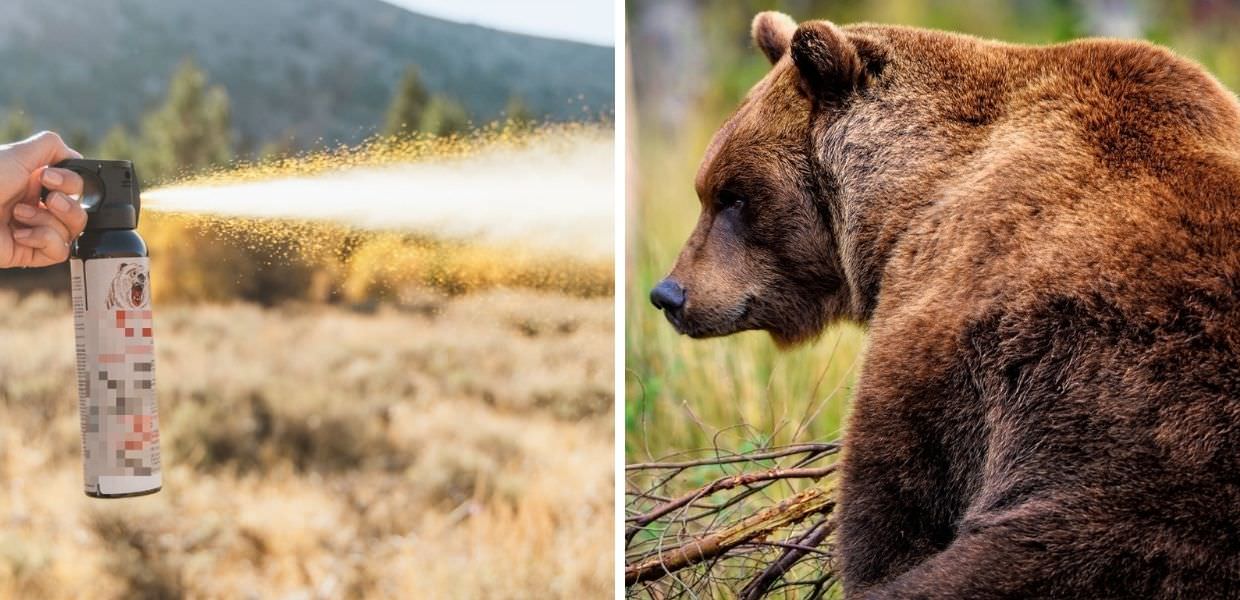 Spray anti orso in arrivo in Trentino, ecco come funziona
