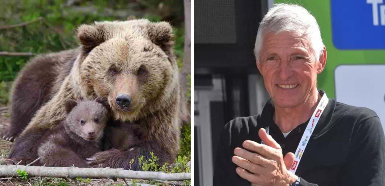 Francesco Moser contro gli orsi: "I trentini non li vogliono"