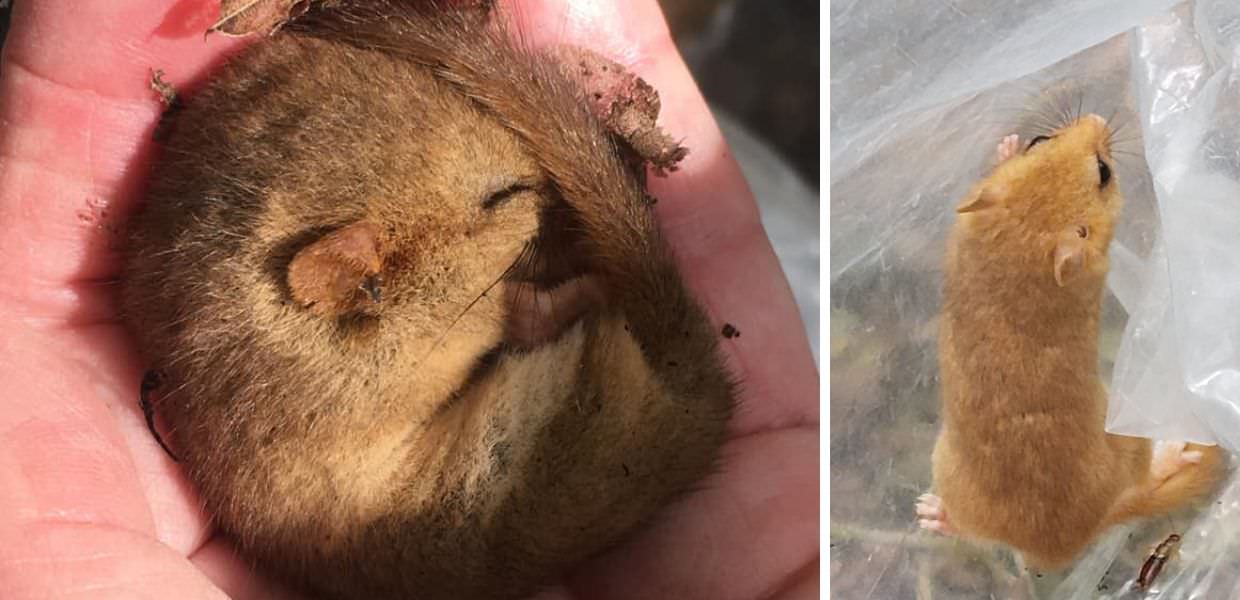 ghiro moscardino regno unito