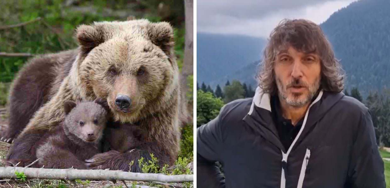 Orsi in Trentino, Giuseppe Cruciani: "Vanno abbattuti"