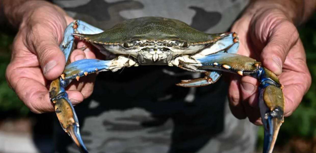 Granchi blu dell'Emilia-Romagna venduti negli USA: l'idea di una startup di Rimini