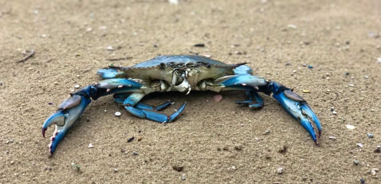 Granchio blu in Sardegna, la Regione: "Situazione allarmante"