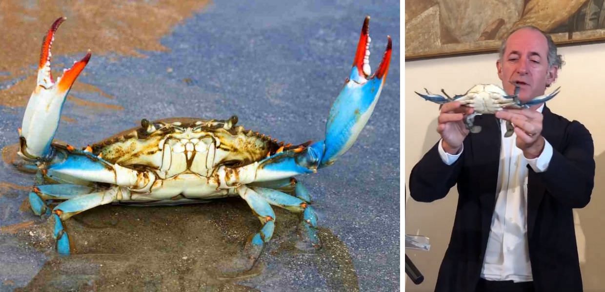 Granchio blu in Veneto, Zaia: "Raccolte già 329 tonnellate"