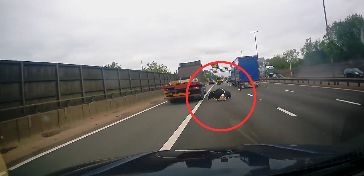 Mucca cade da un camion in corsa in autostrada: ecco il video