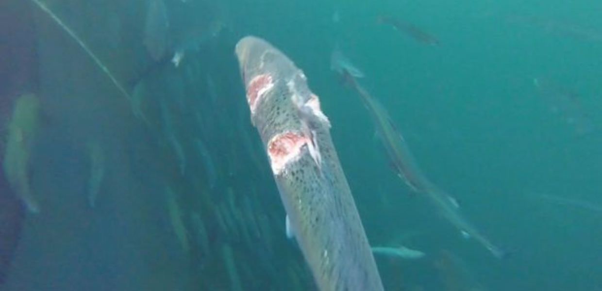 Salmoni "zombie" in Scozia: ecco il video girato in un allevamento ittico