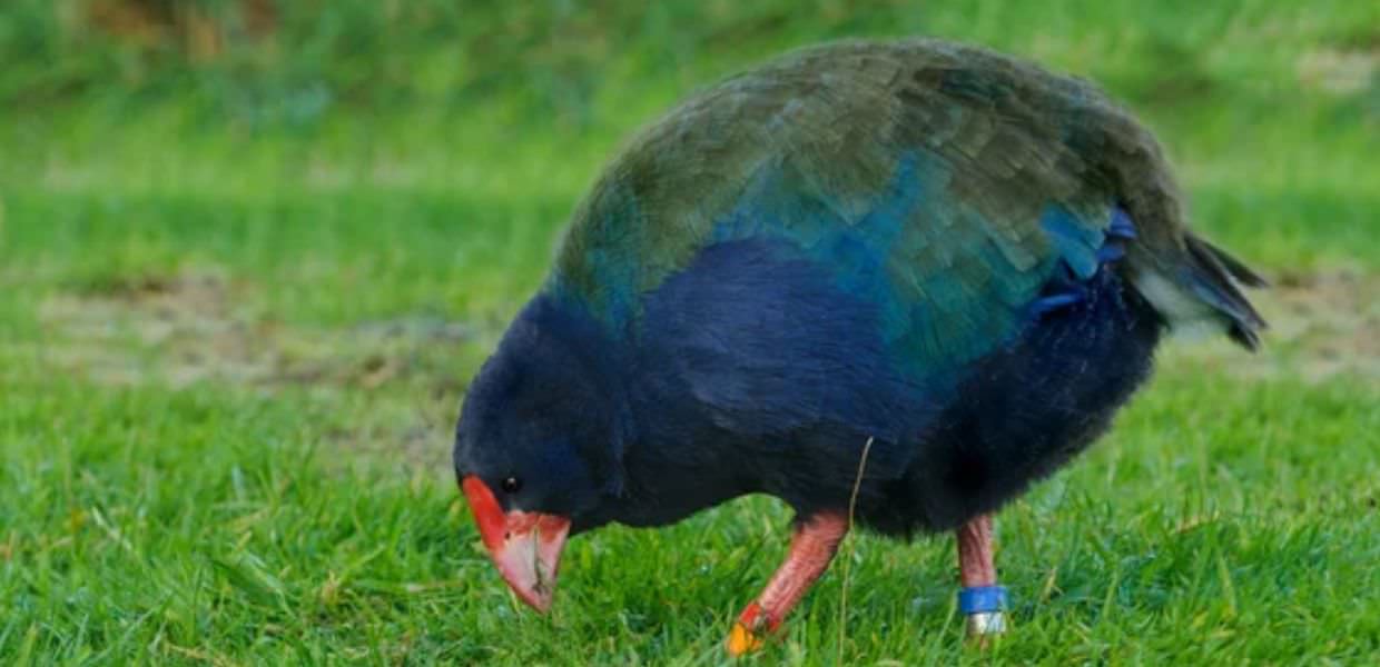 takahe nuova zelanda