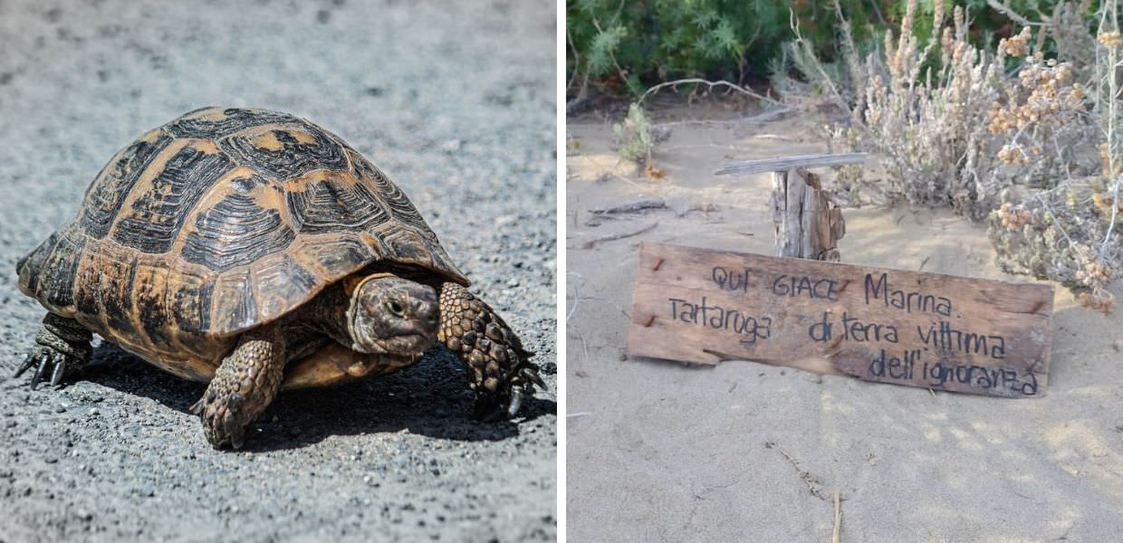 Scambiano una tartaruga di terra per una di mare: la buttano in acqua e muore