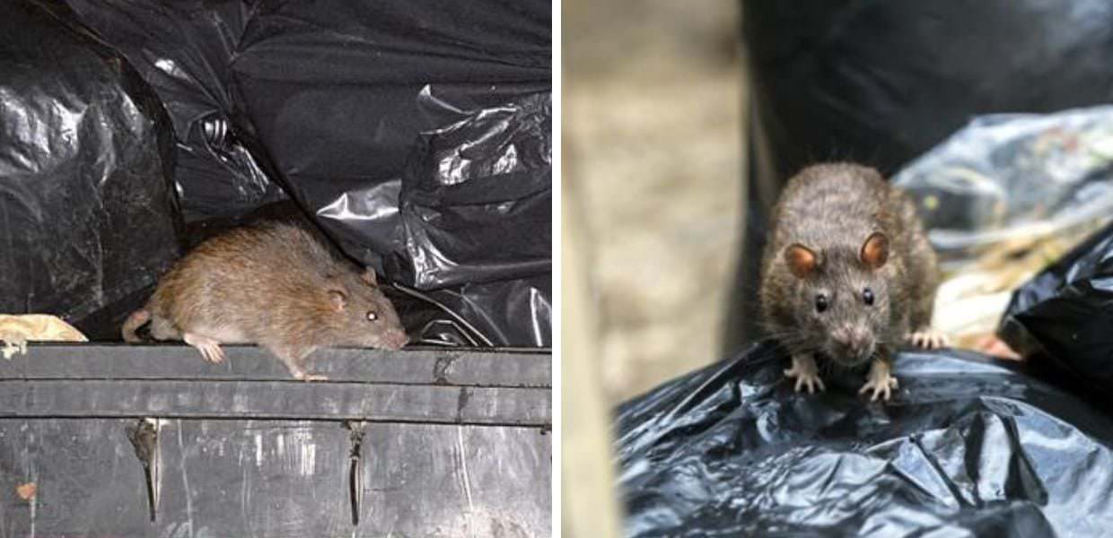 Topi a Roma, la denuncia dei cittadini: "Grandi come gatti"