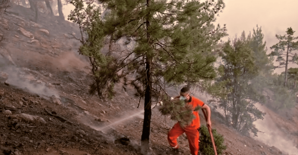 incendi sensori boschi