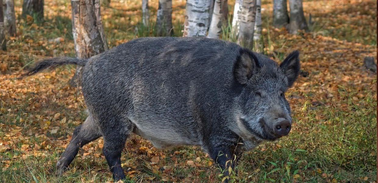 'Umbria Selvatica', la rete che trasforma il problema in risorsa, e in volano di sviluppo per il territorio