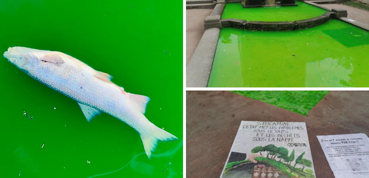 clima francia extinction rebellion pesci morti