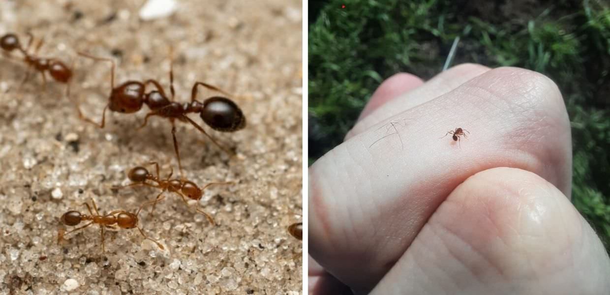 Allarme formica di fuoco in Italia: in Sicilia trovati 88 nidi