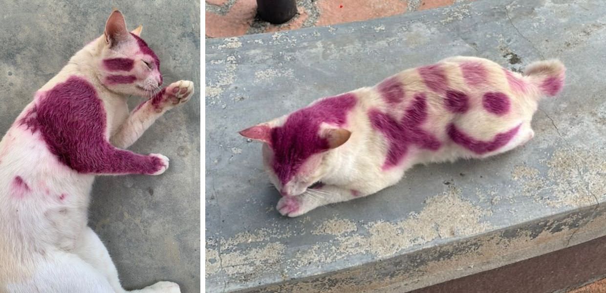 Animali, gatto dipinto con la vernice viola