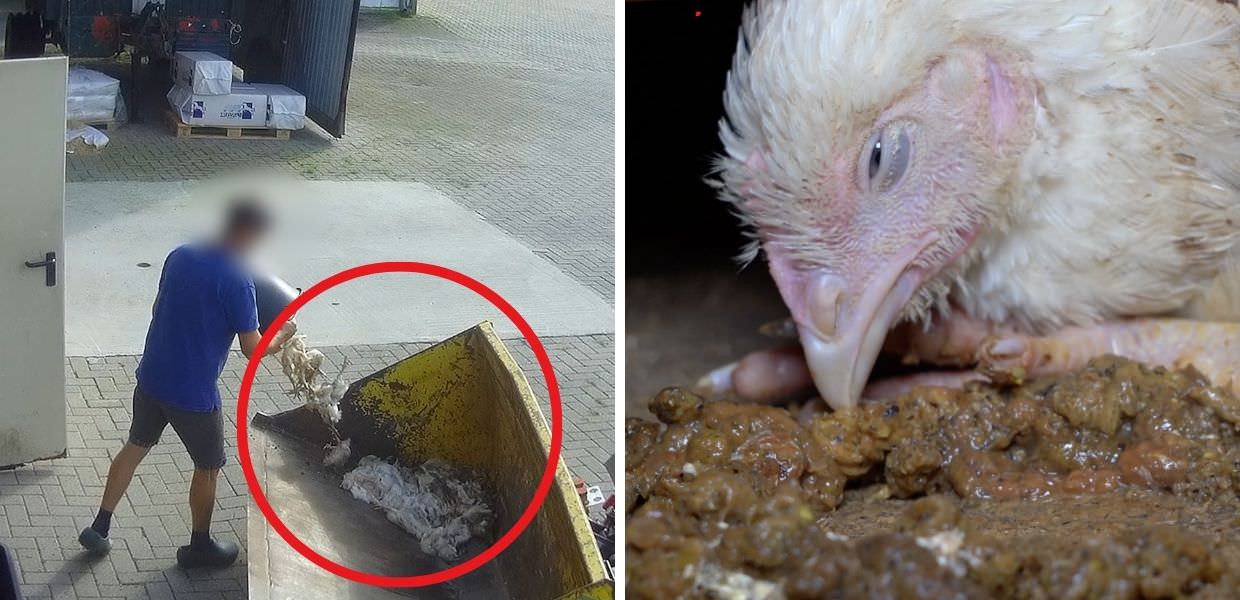 Lidl, ecco l'orrore negli allevamenti intensivi di polli in Germania