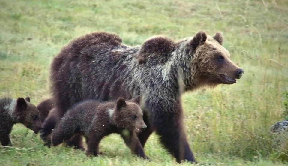 orsa amarena cuccioli ritrovati