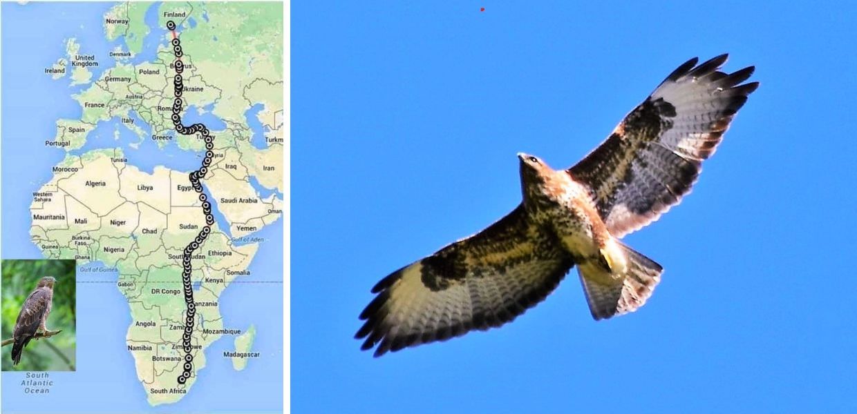 Animali, poiana vola per oltre 10.000 km dal Sudafrica alla Finlandia