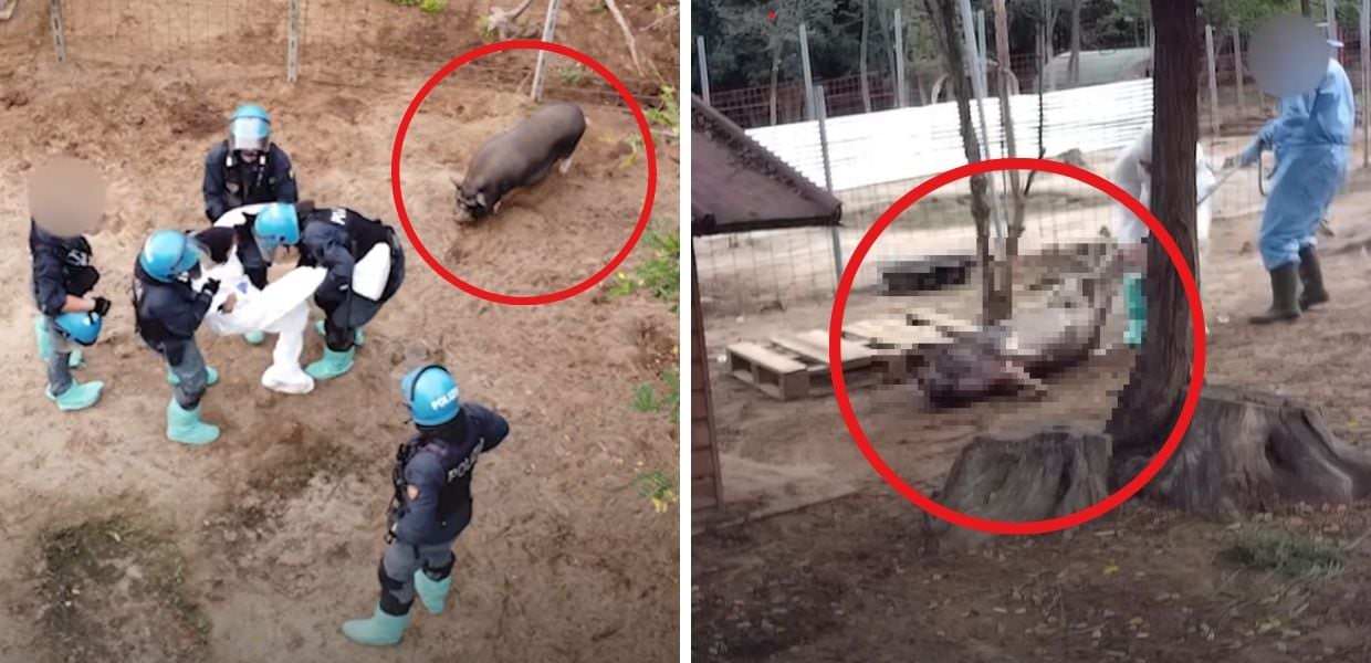 Santuario "Progetto Cuori Liberi", la morte del maialino Pumba indigna il web