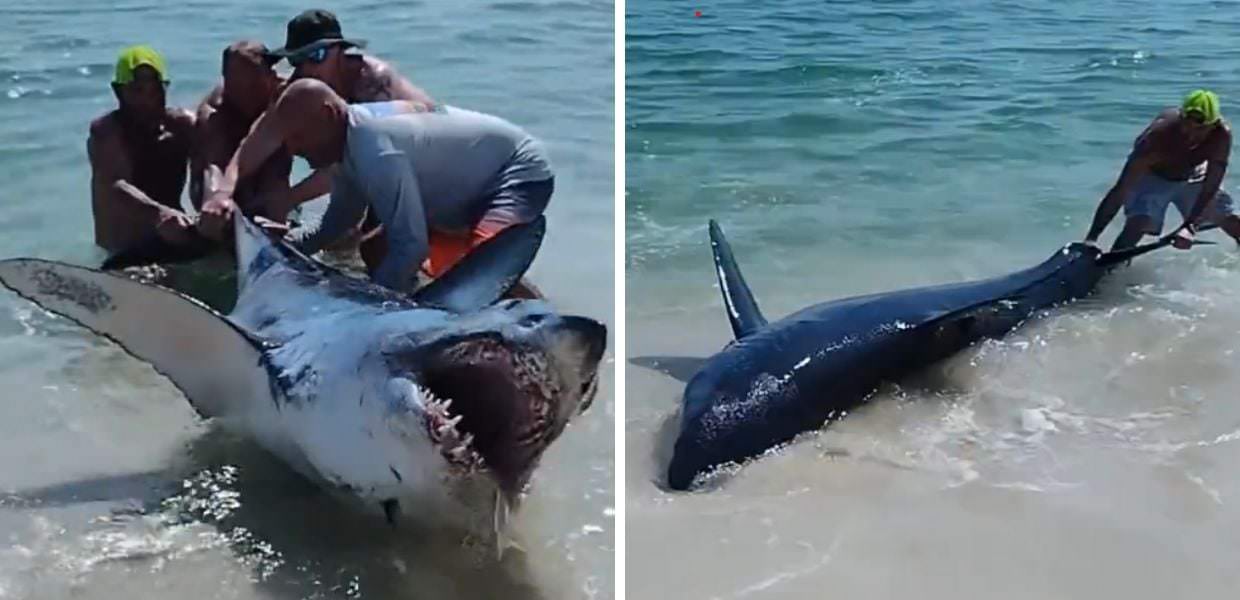 Bagnanti aiutano squalo a riprendere il largo: il video
