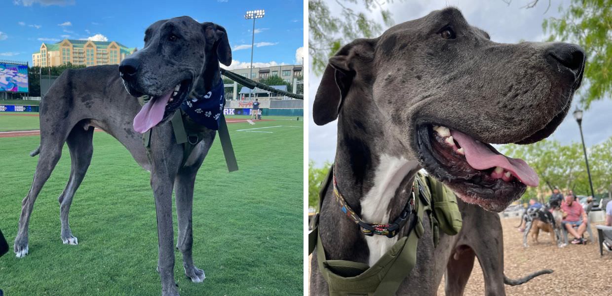 zeus cane grande mondo