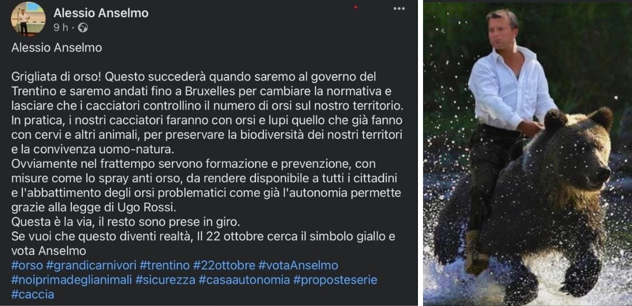 Elezioni in Trentino, il candidato Alessio Anselmo vuole le grigliate d'orso