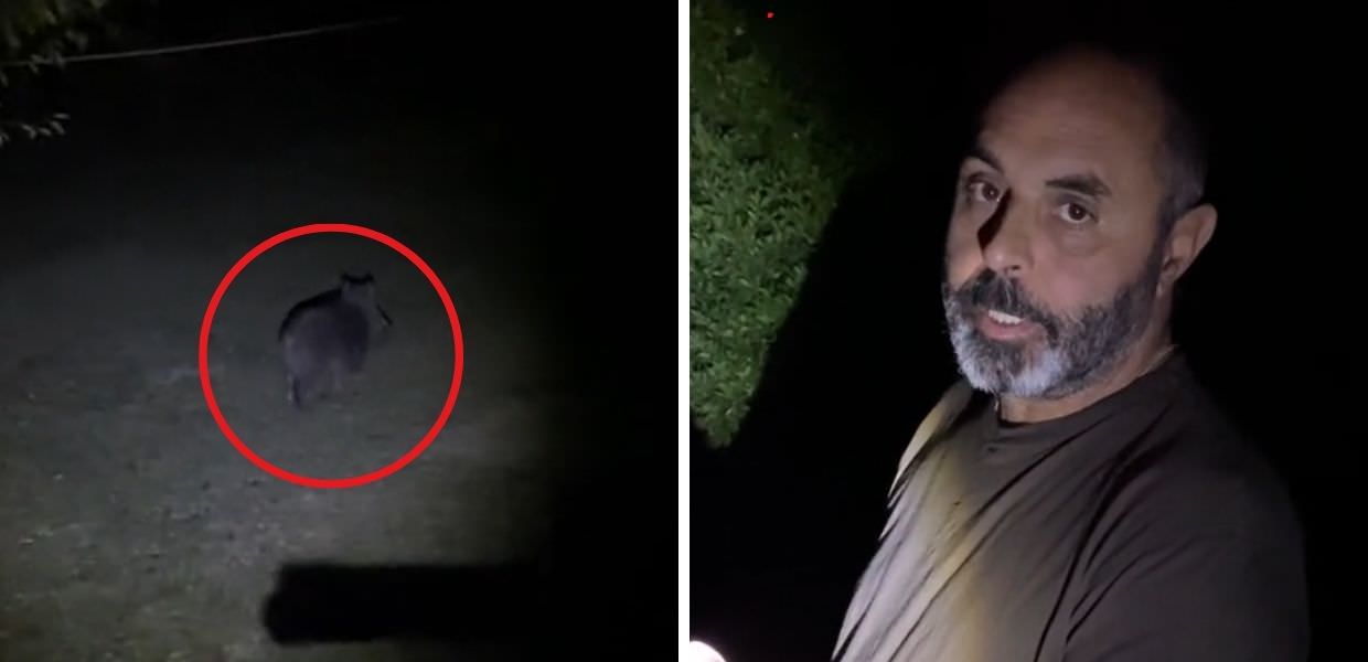 Animali, l'etologo Andrea Lunerti: Ecco come allontanare un cinghiale