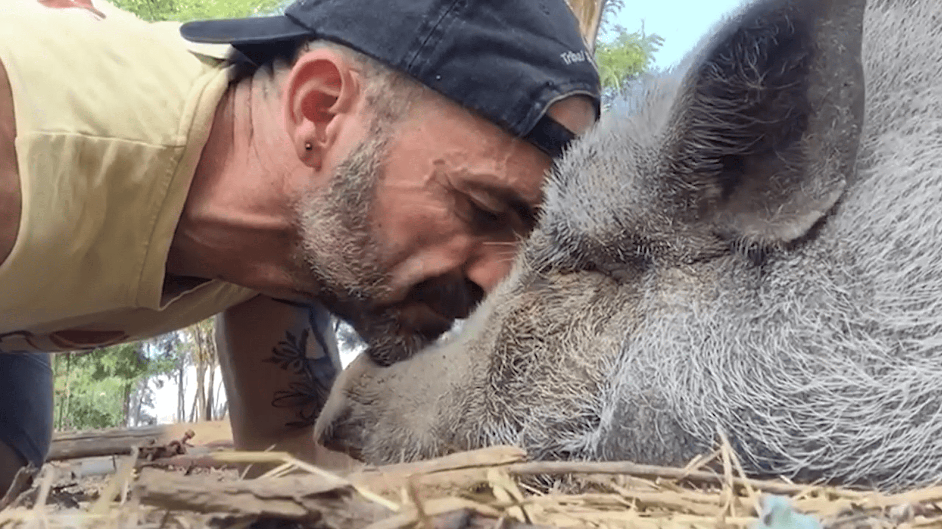 "L'assassinio dei legami", arriva il cortometraggio sui maiali di "Cuori Liberi"