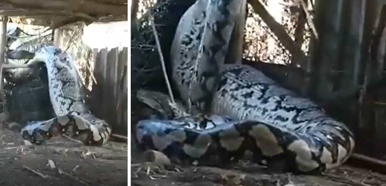 India, catturato grosso pitone reticolato: il video