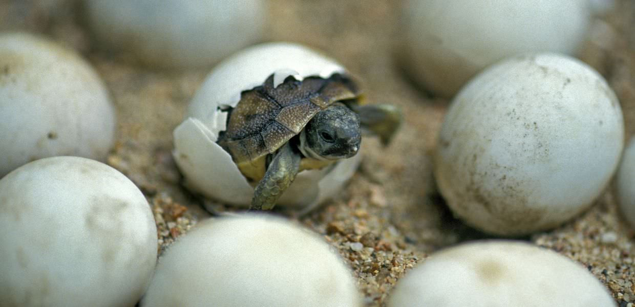 microplastiche embrioni tartarughe marine