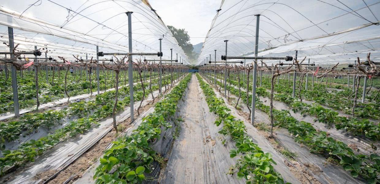 plastica agricoltura