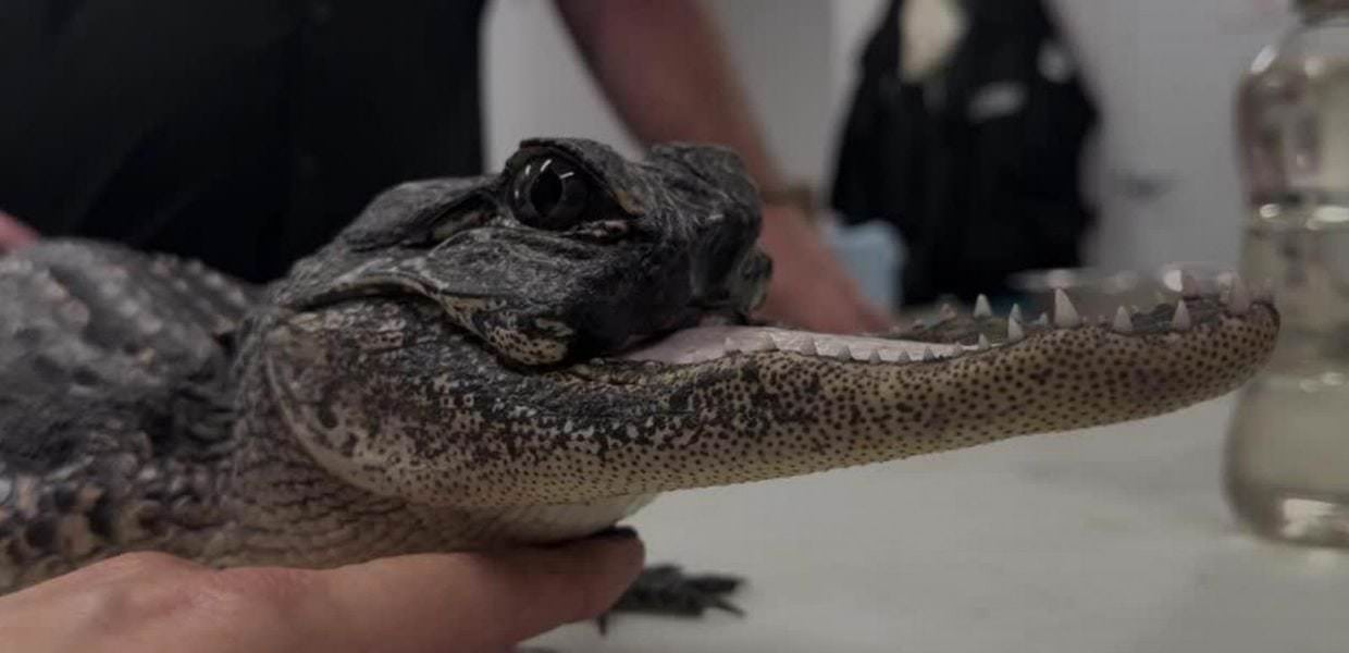 Florida, salvato alligatore senza mascella: il video