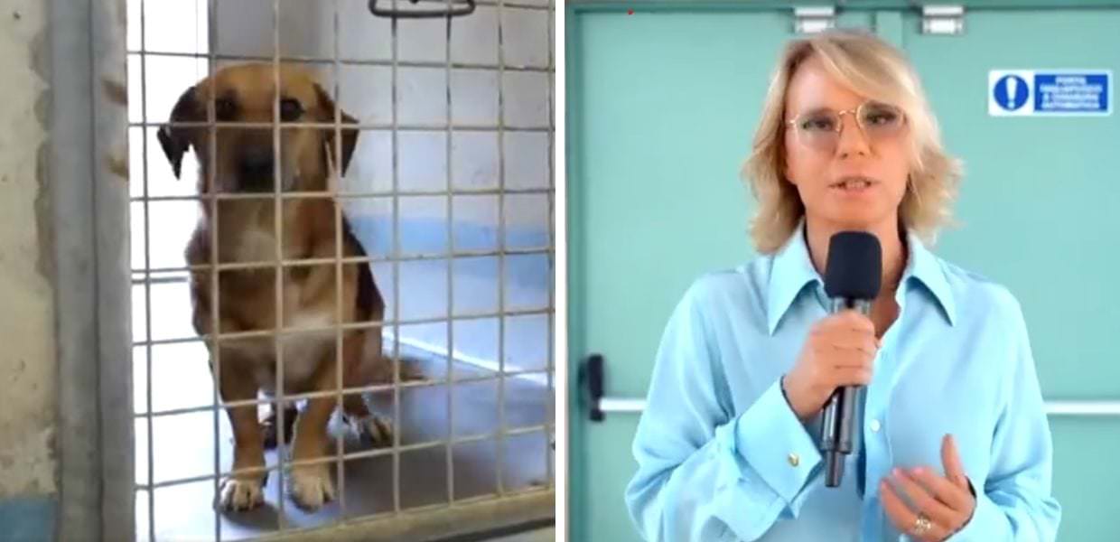 Uomini e Donne, Maria De Filippi lancia le adozioni dei cani
