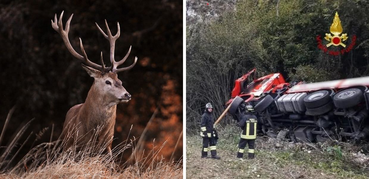 Veneto, camion investe cervo: morti conducente e animale