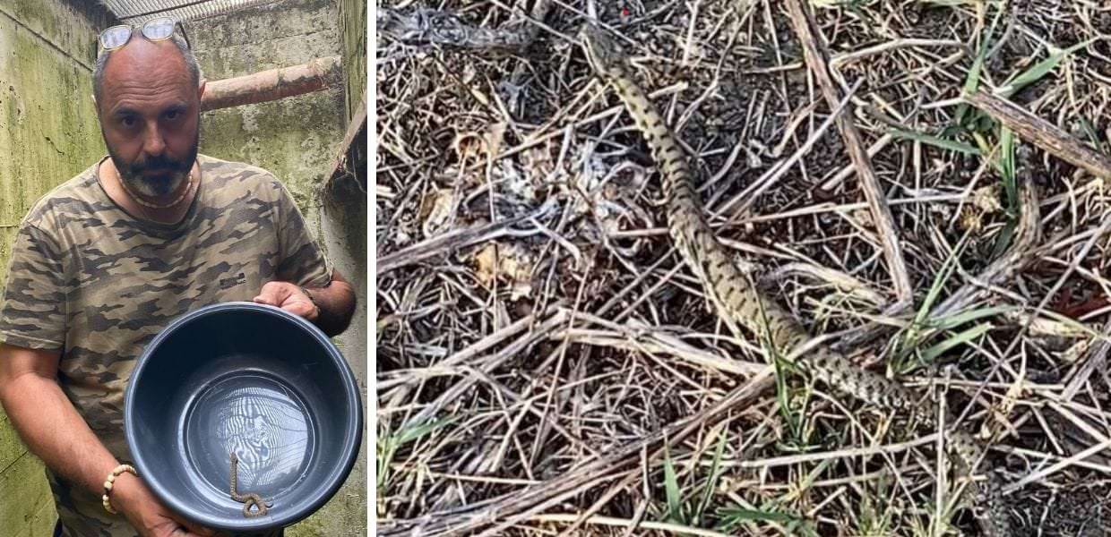 Animali, allarme vipere a Roma: il video