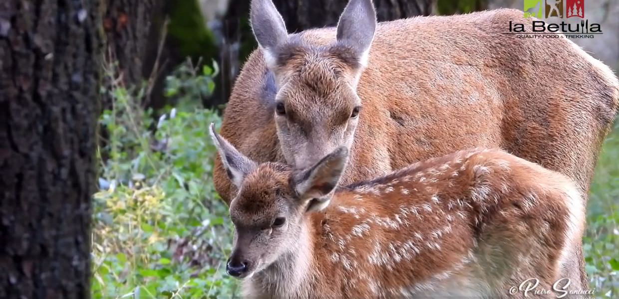 abruzzo cuccioli cervo pietro santucci