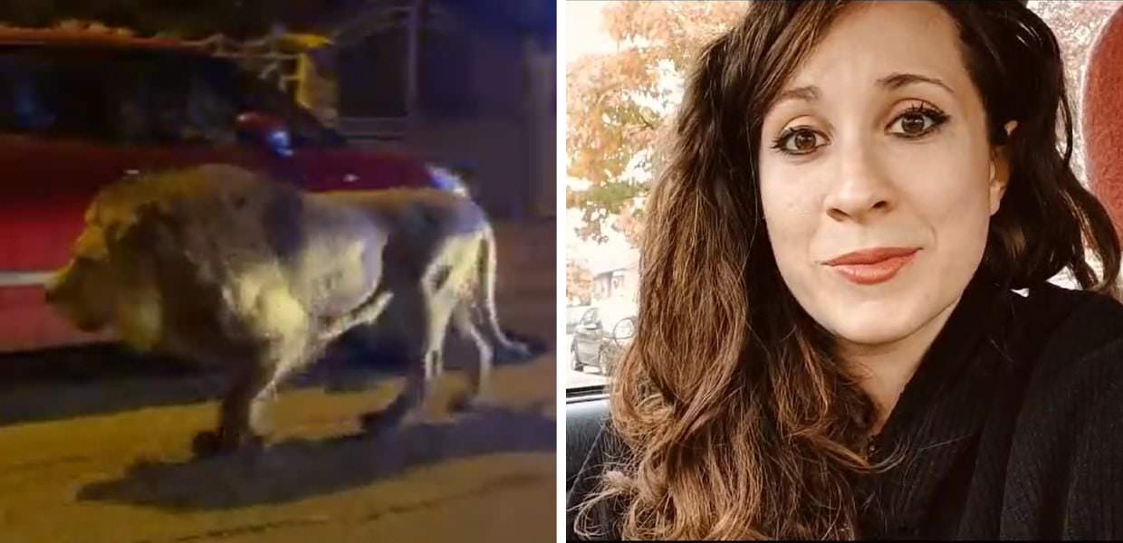 Animali nei circhi, l'etologa Chiara Grasso: "A rischio anche la sicurezza pubblica"