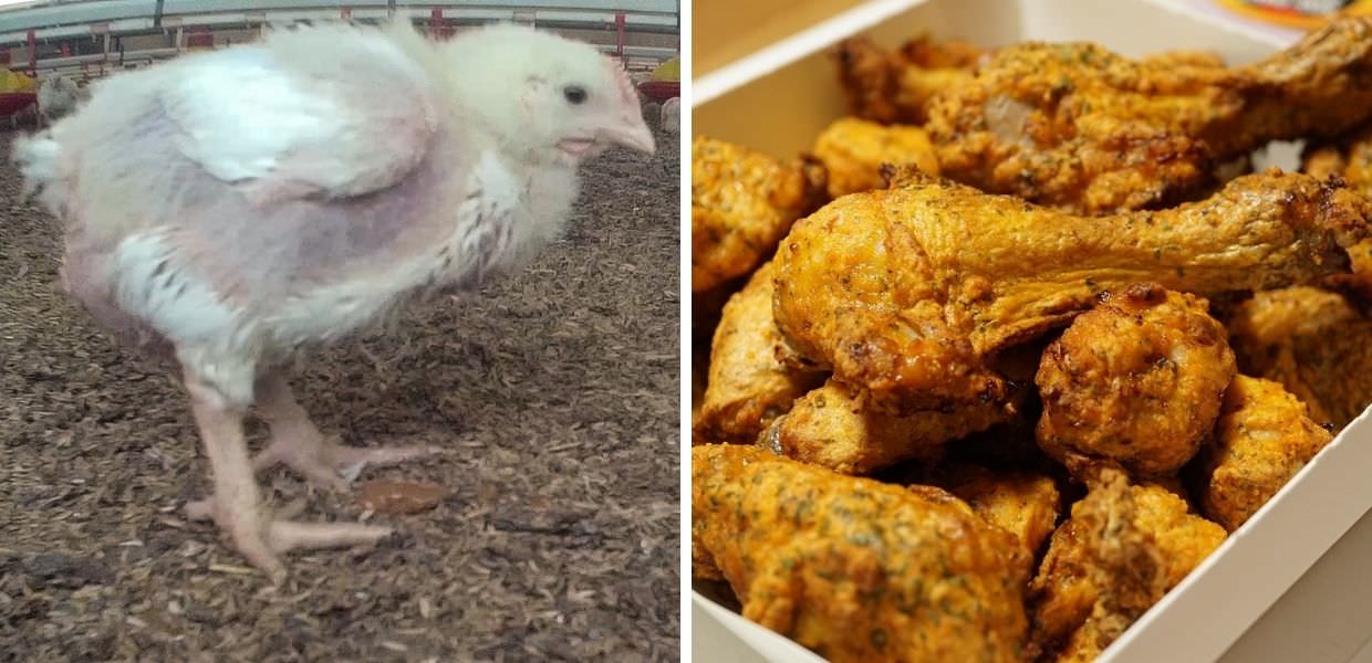 Benessere dei polli, la richiesta di Essere Animali alla catena di fast food KFC