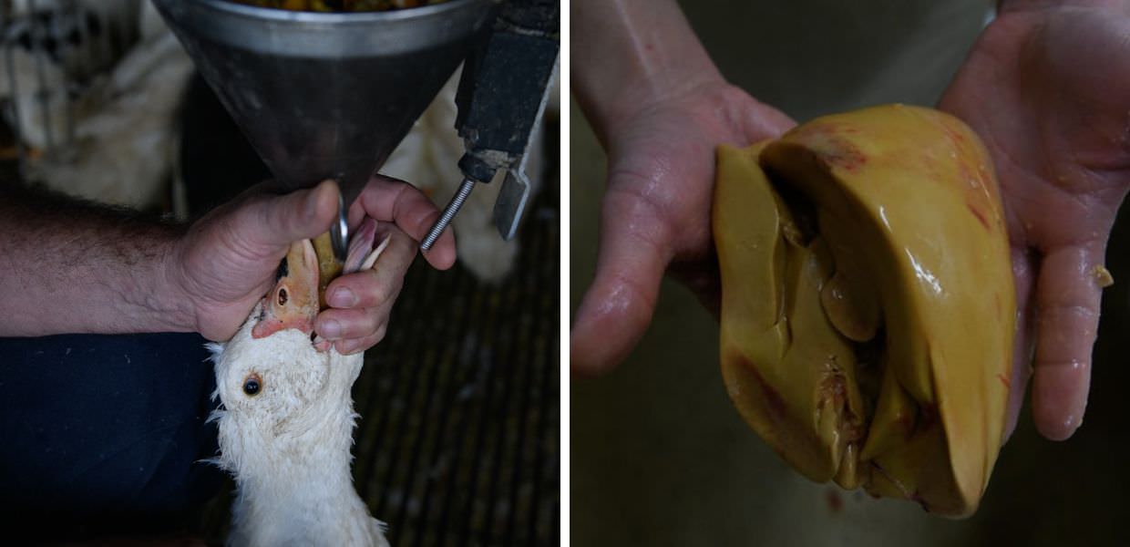 Foie gras, ecco come vivono le anatre: il video