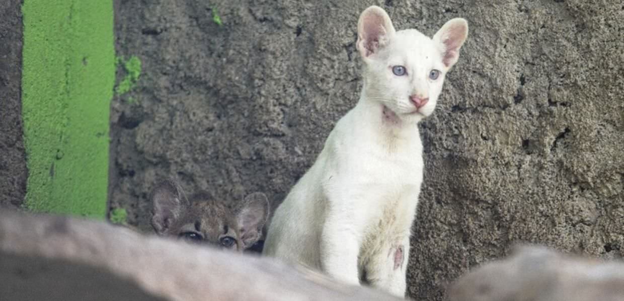 Nicaragua, nato raro puma albino: il video