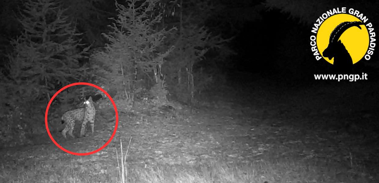 Parco Nazionale Gran Paradiso, avvistata una lince: il video