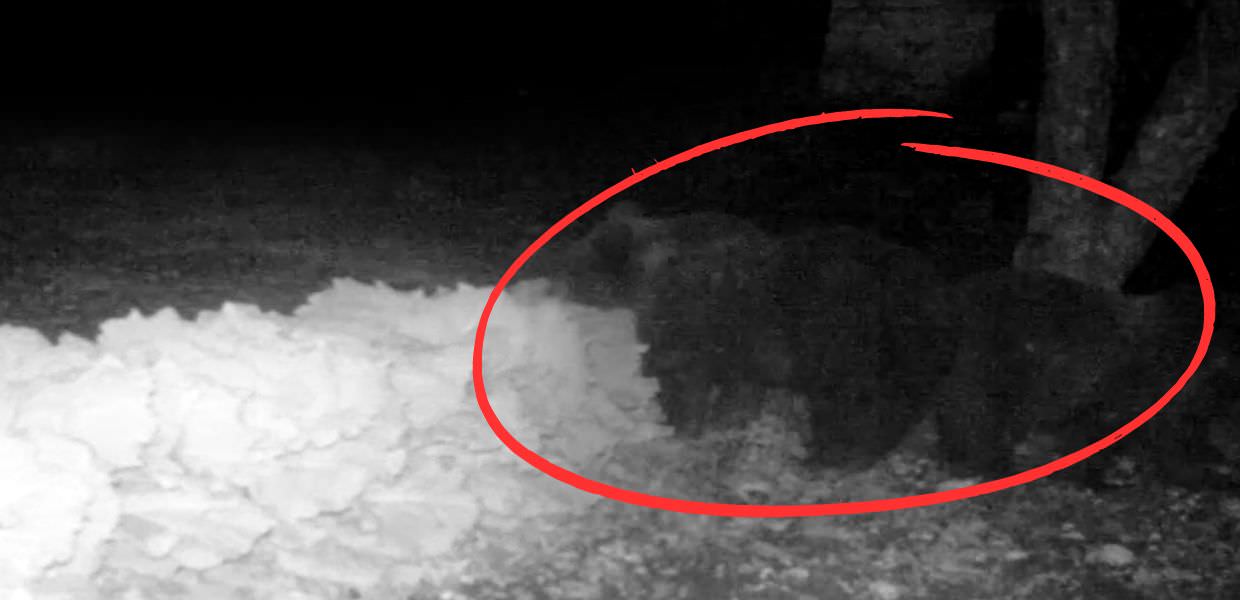 Abruzzo, i cuccioli dell'orsa Amarena pronti per il letargo: il video