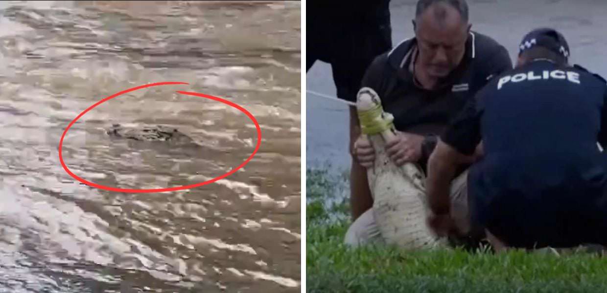 Australia sott'acqua, i coccodrilli nuotano nelle strade: il video