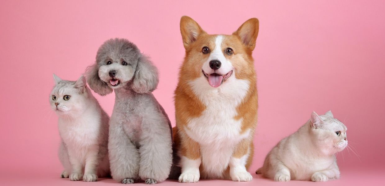 bonus animali domestici 2024