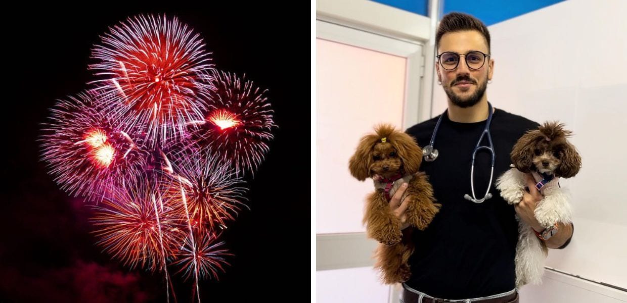 Botti di Capodanno, come proteggere gli animali? I consigli del medico veterinario