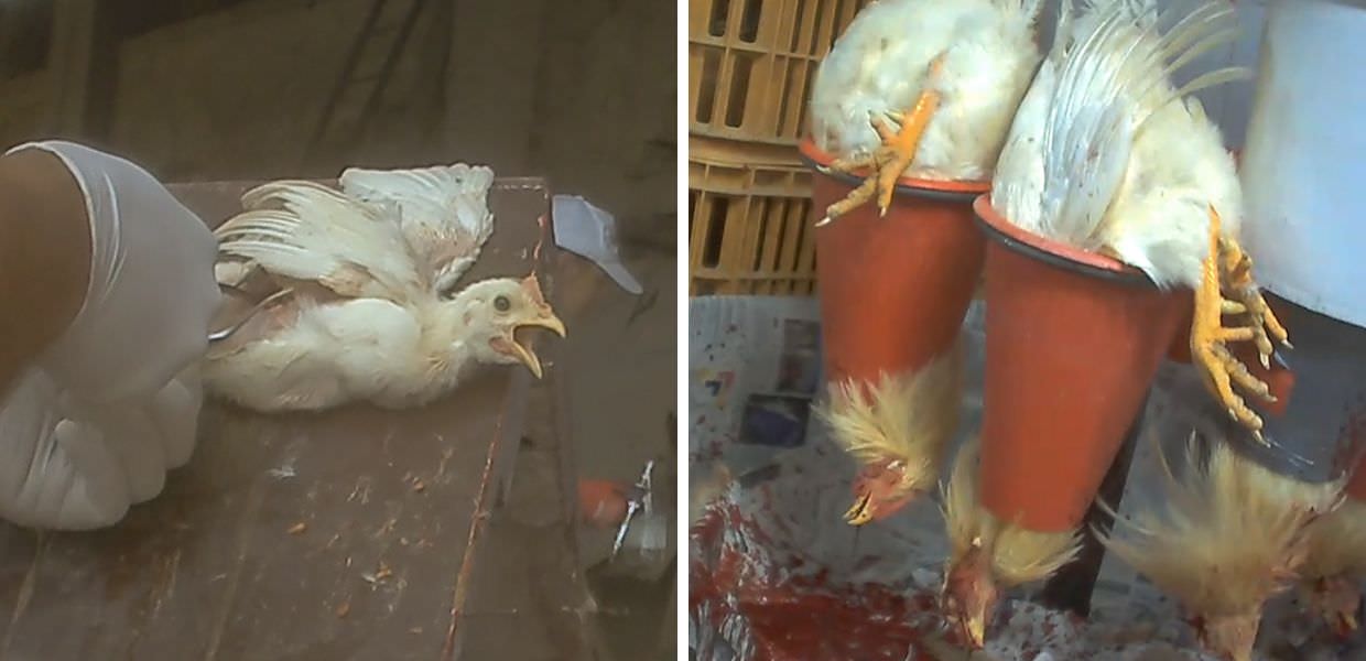 Essere Animali: "Ecco come uccidono i capponi per Natale"