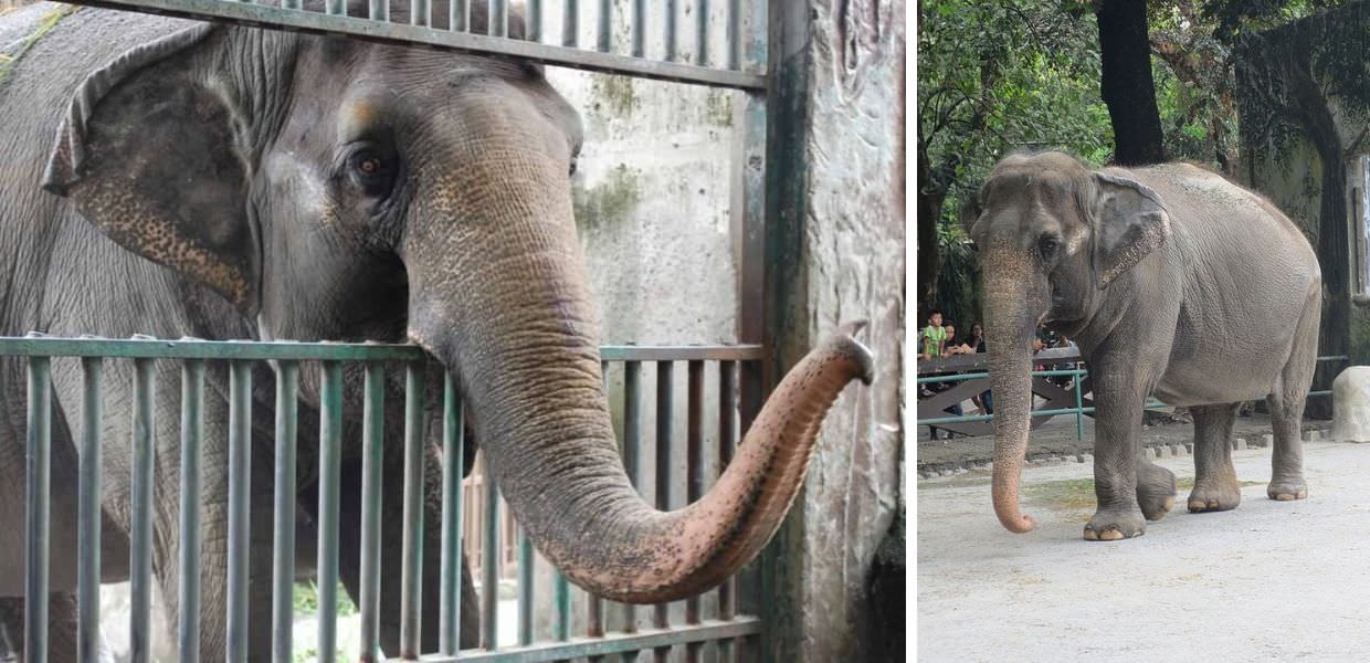 Addio Mali, l'elefante più triste del mondo è morto