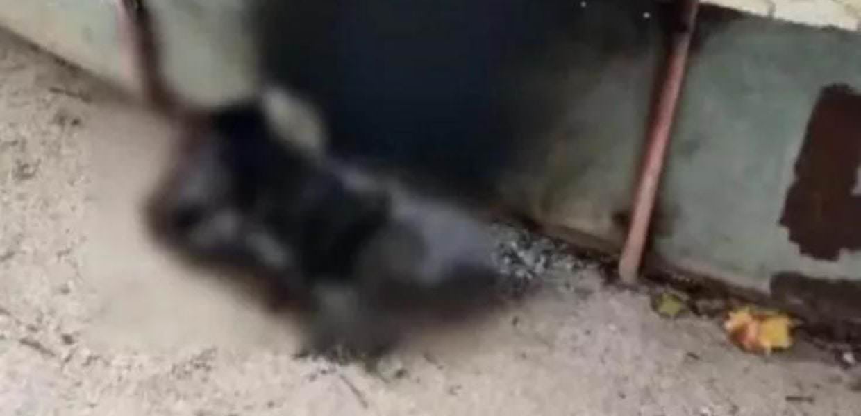 gatto fuoco siracusa