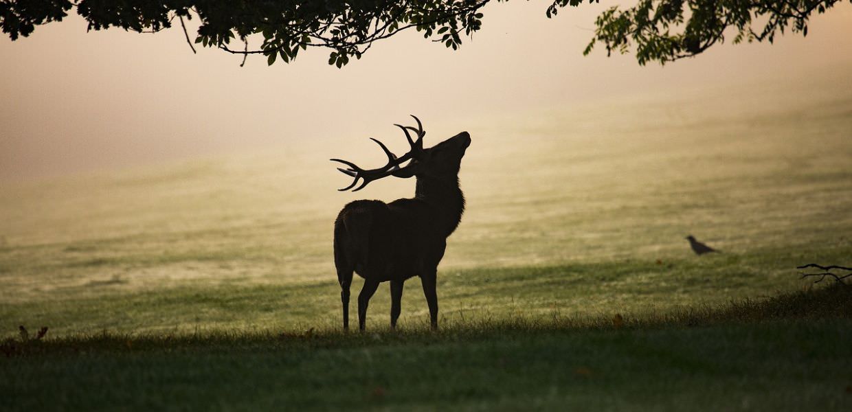 Natale immersi nella natura, i consigli del Parco Nazionale d'Abruzzo, Lazio e Molise